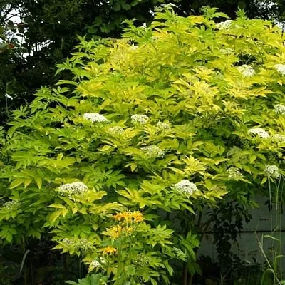 Бузина черная АУРЕА  Бузина черная АУРЕА в Архангельске