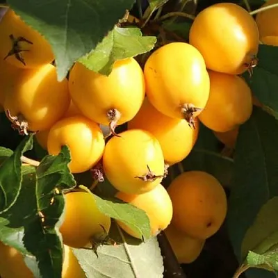 Яблоня ГОЛДЕН ХОРНЕТ декоративная  Яблоня ГОЛДЕН ХОРНЕТ декоративная в Архангельске