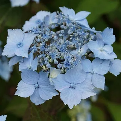 Гортензия БЛЮ ДЕКЛ пильчатая  Гортензия БЛЮ ДЕКЛ пильчатая в Архангельске