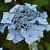 Гортензия БЛЮ ДЕКЛ пильчатая в Архангельске