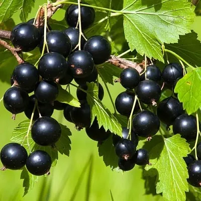 Смородина чёрная БЕЛОРУССКАЯ СЛАДКАЯ  Смородина чёрная БЕЛОРУССКАЯ СЛАДКАЯ в Архангельске
