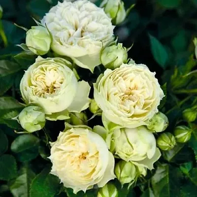 Саженцы роз БЛАНШЕТТ спрей  Саженцы роз БЛАНШЕТТ спрей в Архангельске