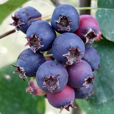 Ирга SLEYT  Ирга SLEYT в Архангельске