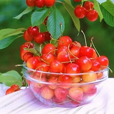 Черешня НАСЛАЖДЕНИЕ  Черешня НАСЛАЖДЕНИЕ в Архангельске