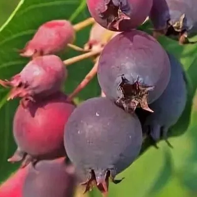 Ирга MANDAN  Ирга MANDAN в Архангельске