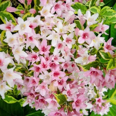 Вейгела САННИ ПРИНЦЕСС — описание сорта Вейгела САННИ ПРИНЦЕСС в Архангельске