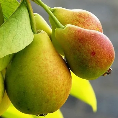 Груша  Груша в Архангельске