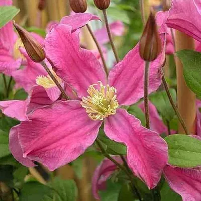 Клематис ИНСПИРЕЙШН ЗОЙН  Клематис ИНСПИРЕЙШН ЗОЙН в Архангельске