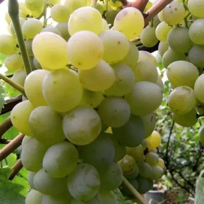 Виноград ТАЛИСМАН в Архангельске