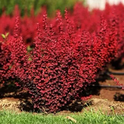 Барбарис ОРАНЖ РОКЕТ тунберга  Барбарис ОРАНЖ РОКЕТ тунберга в Архангельске