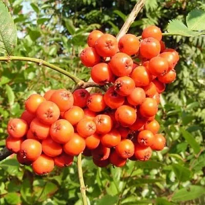 Рябина КОНЦЕНТРА сладкоплодная  Рябина КОНЦЕНТРА сладкоплодная в Архангельске