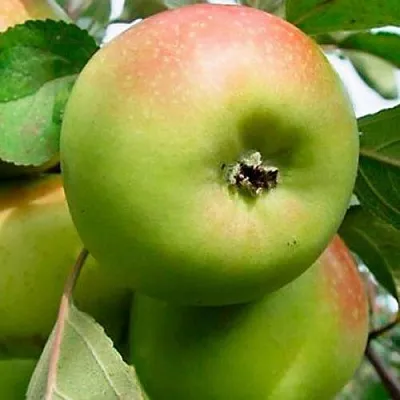 Яблоня БРАТ ЧУДНОГО стелющаяся в Архангельске