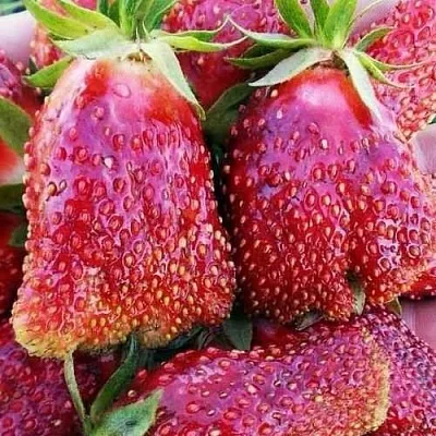 Клубника КУПЧИХА в Архангельске