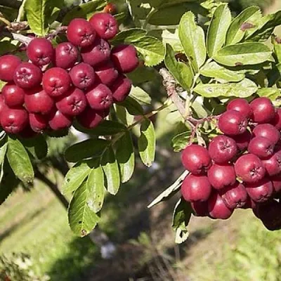 Рябина БУРКА сладкоплодная  Рябина БУРКА сладкоплодная в Архангельске