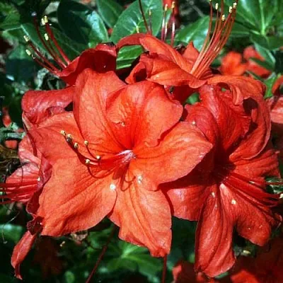 Азалия ДОЛОРОСО листопадная  Азалия ДОЛОРОСО листопадная в Архангельске