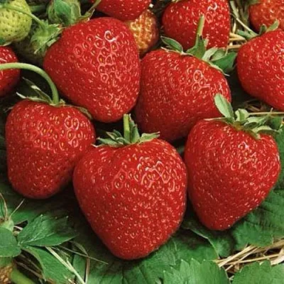 Клубника КОРОНА в Архангельске