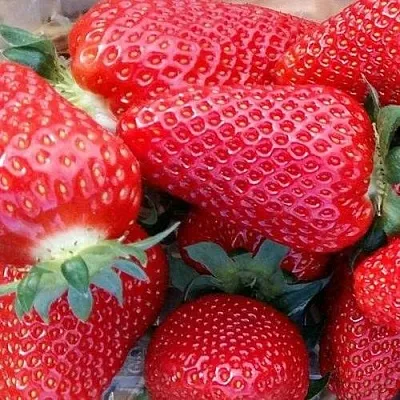 Клубника АМИ в Архангельске