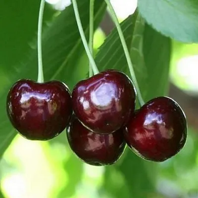 Черешня ЛЕНИНГРАДСКАЯ ЧЁРНАЯ в Архангельске