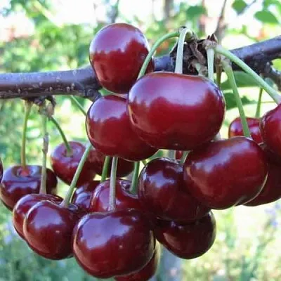 Дюк ИВАНОВНА  Дюк ИВАНОВНА в Архангельске