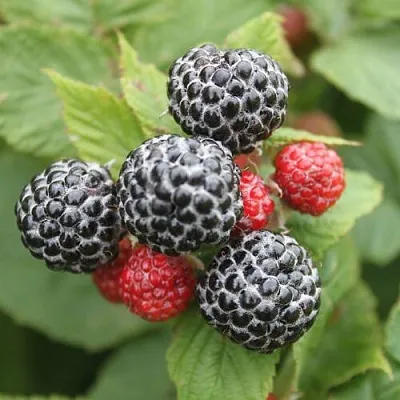 Черная Черная в Архангельске