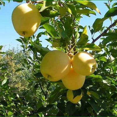 Яблоня ГОЛДЕН МИЛЛЕНИУМ  Яблоня ГОЛДЕН МИЛЛЕНИУМ в Архангельске