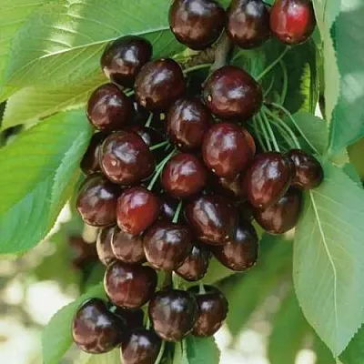 Черешня РЕВНА  Черешня РЕВНА в Архангельске