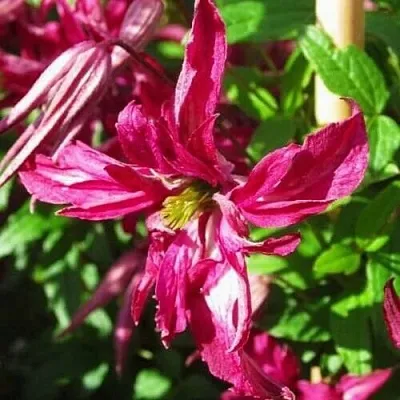 Клематис РОЗАЛИН  Клематис РОЗАЛИН в Архангельске