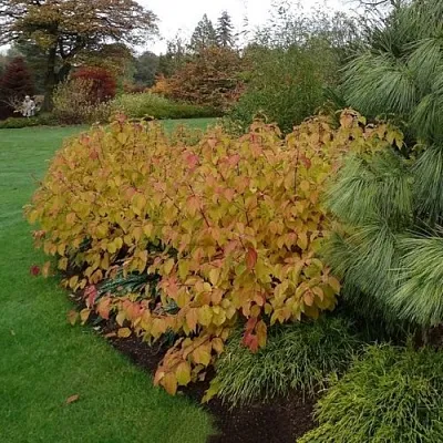 Дерен  АННА ВИНТЕР ОРАНЖ кроваво-красный    Дерен  АННА ВИНТЕР ОРАНЖ кроваво-красный   в Архангельске