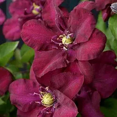 Клематис ЯН III СОБЕСКИ  Клематис ЯН III СОБЕСКИ в Архангельске