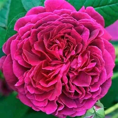 Саженцы роз ВИЛЬЯМ ШЕКСПИР английская  Саженцы роз ВИЛЬЯМ ШЕКСПИР английская в Архангельске