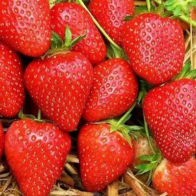 Клубника КВИКИ в Архангельске