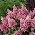 Гортензия ПИНКИ ВИНКИ метельчатая в Архангельске