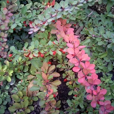 Барбарис ГРИН КАРПЕТ тунберга  Барбарис ГРИН КАРПЕТ тунберга в Архангельске