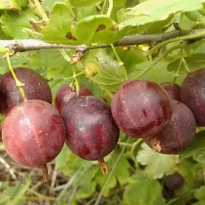 Крыжовник СМЕНА  Крыжовник СМЕНА в Архангельске