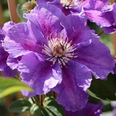 Клематис АШВА  Клематис АШВА в Архангельске