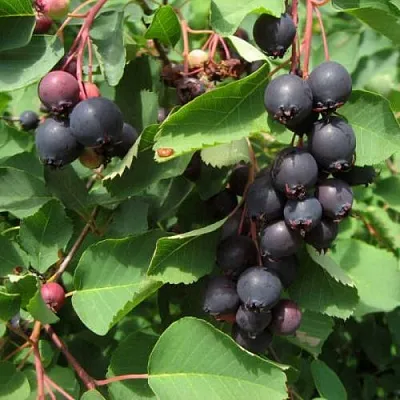 саженцы ирги саженцы ирги