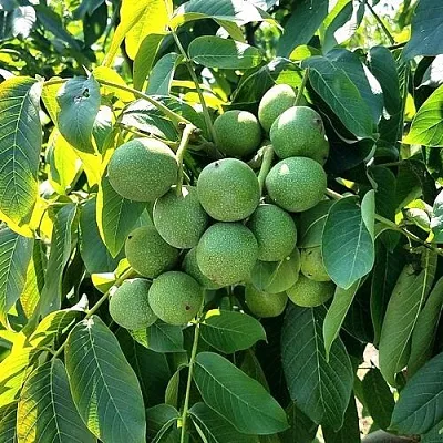 Грецкий орех  ИЗЯЩНЫЙ  Грецкий орех  ИЗЯЩНЫЙ в Архангельске