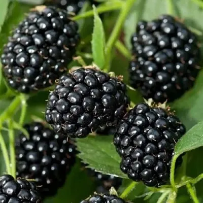 Ежевика ТРИПЛ КРАУН бесшипная  Ежевика ТРИПЛ КРАУН бесшипная в Архангельске