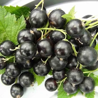 Смородина черная ТИТАНИЯ  Смородина черная ТИТАНИЯ в Архангельске