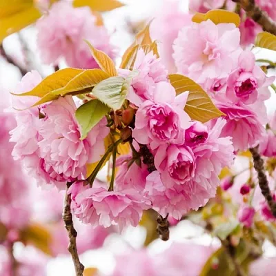 Сакура КАНЗАН  Сакура КАНЗАН в Архангельске