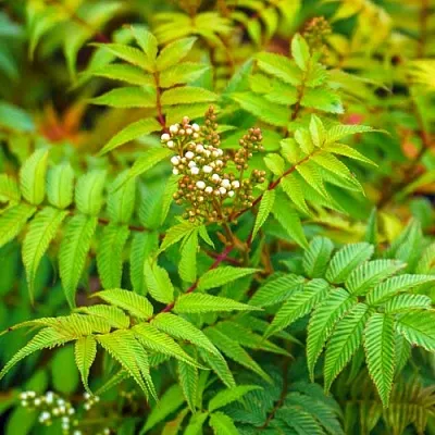 Рябинник  Рябинник в Архангельске