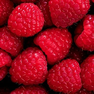 Малина  Малина в Архангельске