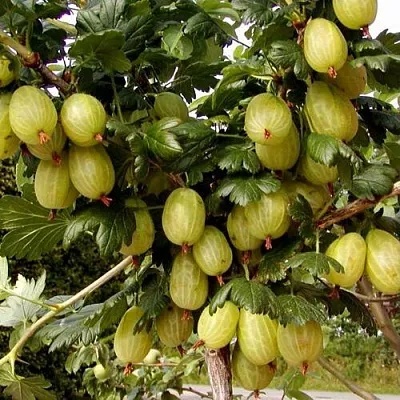 Крыжовник ИНВИКТА  Крыжовник ИНВИКТА в Архангельске