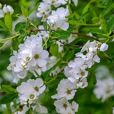 Экзохорда  Экзохорда в Архангельске