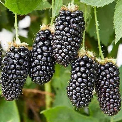 Ежевика КАРАКА БЛЭК  Ежевика КАРАКА БЛЭК в Архангельске