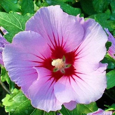 Гибискус ПИНК ФЛИРТ сирийский  Гибискус ПИНК ФЛИРТ сирийский в Архангельске