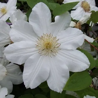 Клематис  Клематис в Архангельске