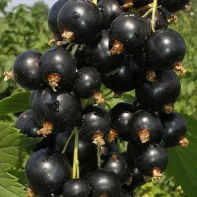 Смородина черная ИСКУШЕНИЕ  Смородина черная ИСКУШЕНИЕ в Архангельске