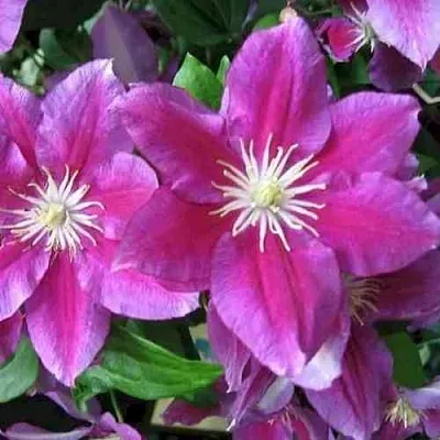 Клематис ХАНИЯ  Клематис ХАНИЯ в Архангельске