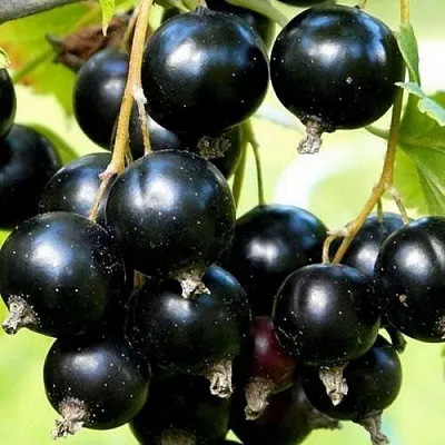 Смородина чёрная СОКРОВИЩЕ  Смородина чёрная СОКРОВИЩЕ в Архангельске